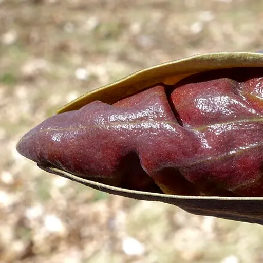 Flexosamine: Extracto de magnolia