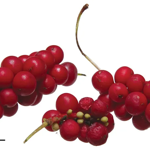 Flexosamine: Schisandra